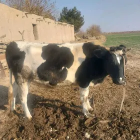 Arginal corny piyosdyr gunajyn