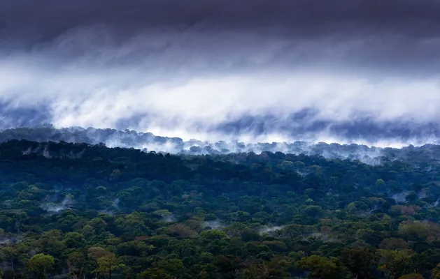 FT: Африканские леса перестали поглощать углерод и начали выбрасывать парниковые газы