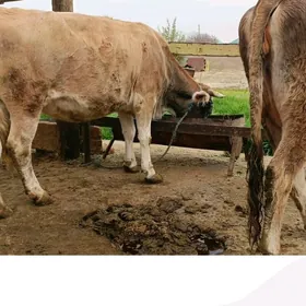 AGYR BOGAZ SYGYRLAR.