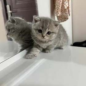 dik gulak 2 aylyjak pișik