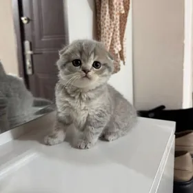 yatyk gulak pișijek