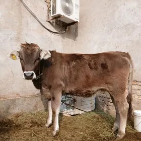 оригинал швед унажын