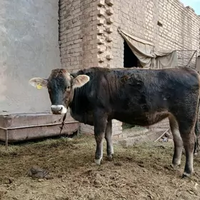 оргинал швед унажын