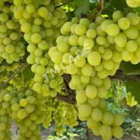 Gökdepe üzüm gekdar