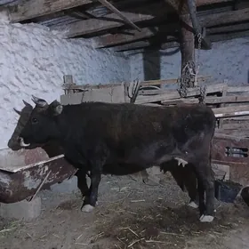 sygyr suytli Golesi bilen