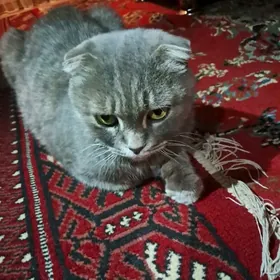 домашние животные