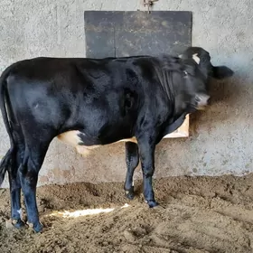 Черный пёстер Окуз