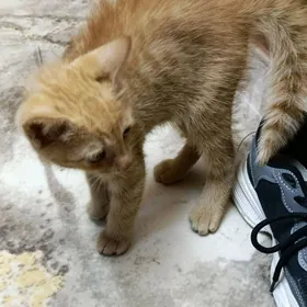 Рыжий котенок