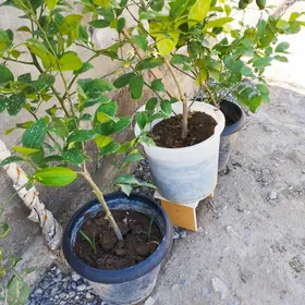 Limon şitil bedreli