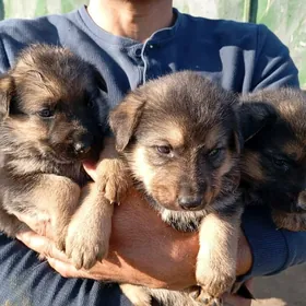 щенки немецкой овчарки