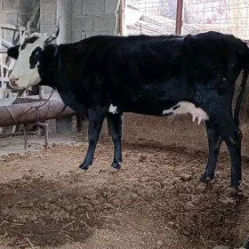 cornypiostr tohum sygyr