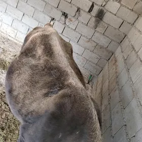 AGYR BOGAZ GOLELİ SYGYR