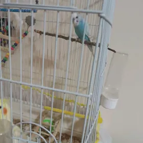 Карелла и  волнистик