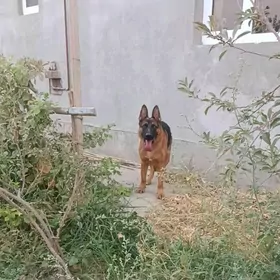 Немецкая овчарка