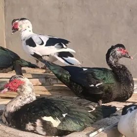 indautga indautka ördek