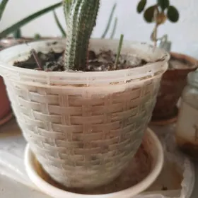 Кактус домашний