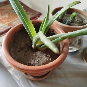 Алое домашнее в отличном состо