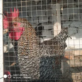 Ataks Dominant Horaz Towuk