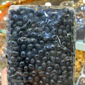 Palma Tohumy (Holland)