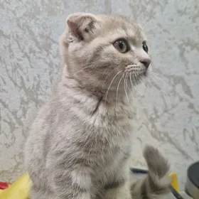 Shatlan pishik котенок