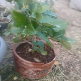 Бирючина вечнозелёный