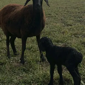 Gisar guzuly goyun arginal