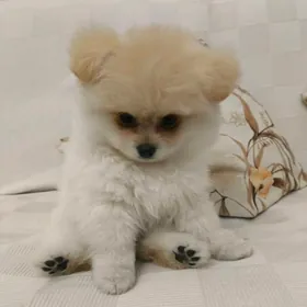 померанский шпиц