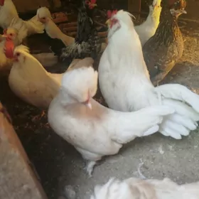 Япончик юмурта