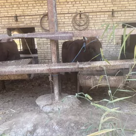 самиз окузлар