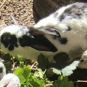 1 йыл болан ургачы товшан