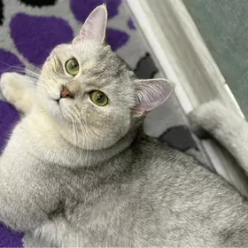 кот для  свидания