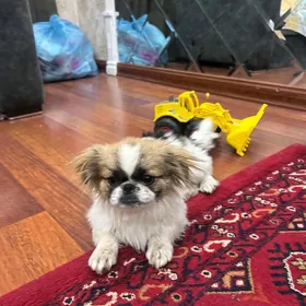 Щёнок королевцкий пекинез