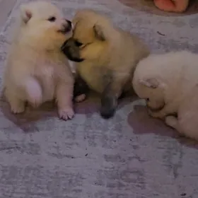 Памеранский шпиц