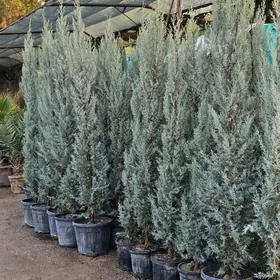 arizon,arizonski kiparis turk