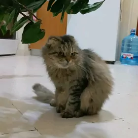 Персидская кошка