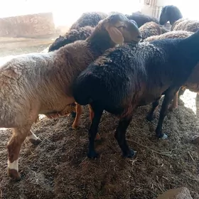 gisar goyunlar goclar