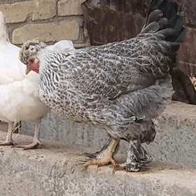 original brama tovuk