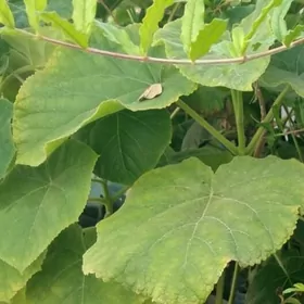 pawlonya  павлония