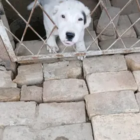 Chopan gujuk 3 aylyk