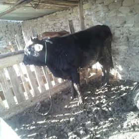 bakily sygyr ve öküz