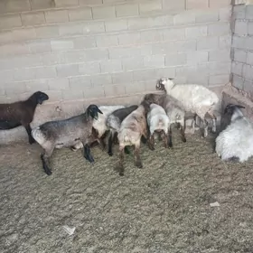 işşek toklylar tejen ş