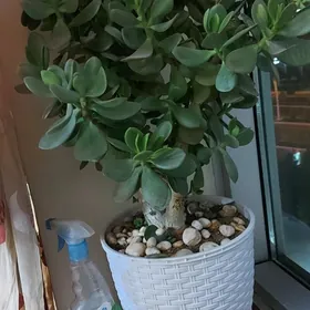 Крассула денежная