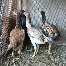 маки жужелер