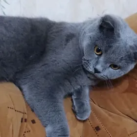 Шотландский вислоухий