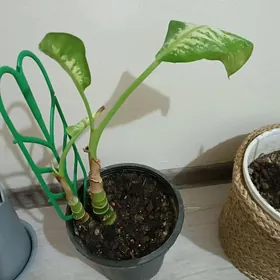 Диффенбахия, Diffenbahia