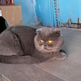 пристраивается кот