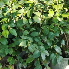 Камелия в бутонах.