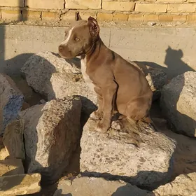 pitbul