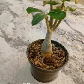 домашние цветы