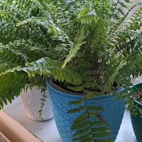 комнатные растения